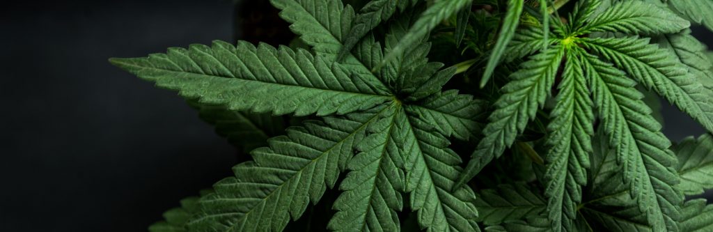 Cannabis-leaf-2-1024x333.jpg (60 KB)